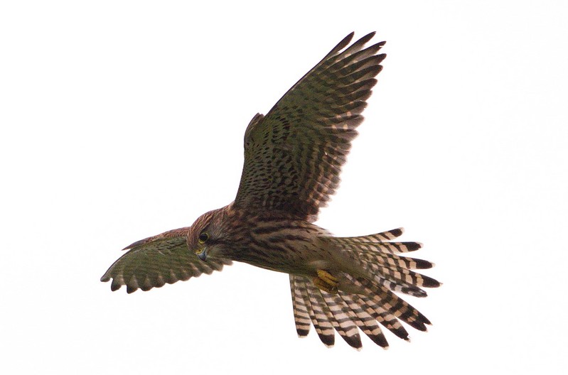 Kestrel