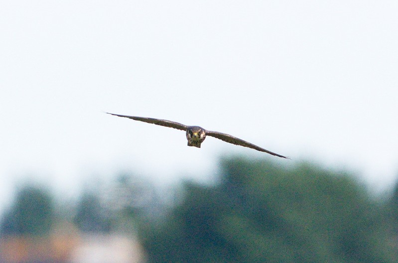 Hobby