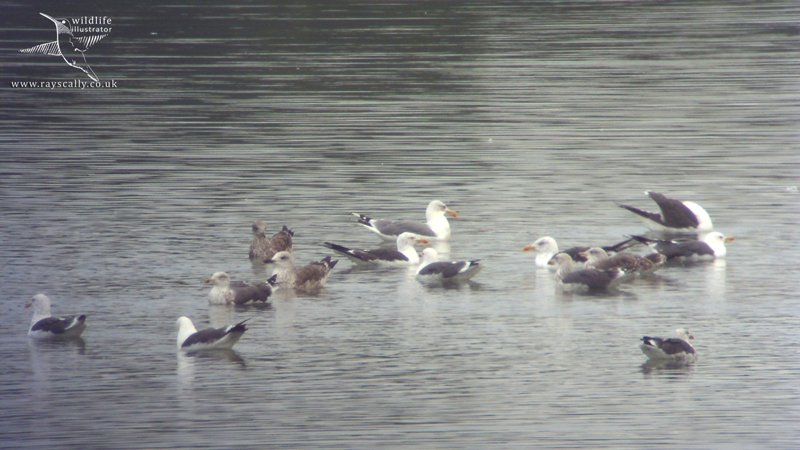 Yellow-legged Gull