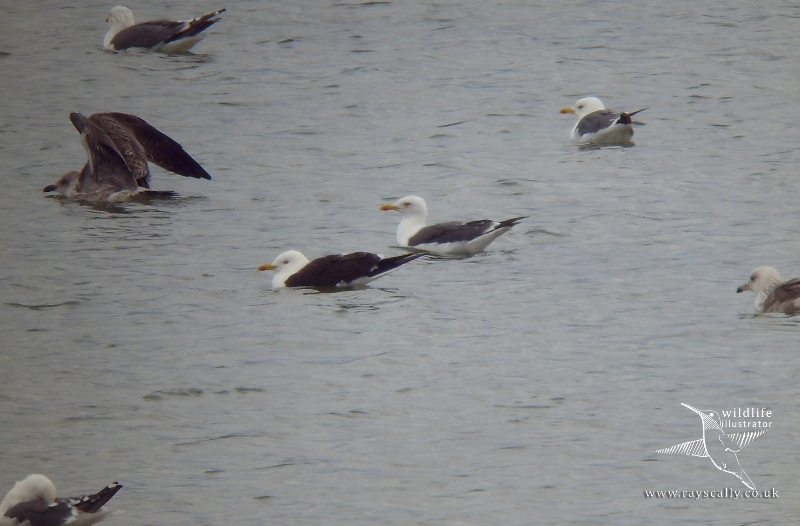 Lesser Black-backed Gull