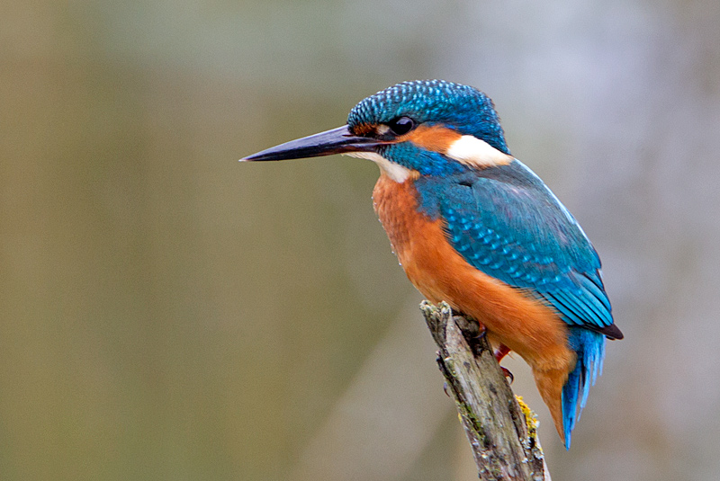 Kingfisher