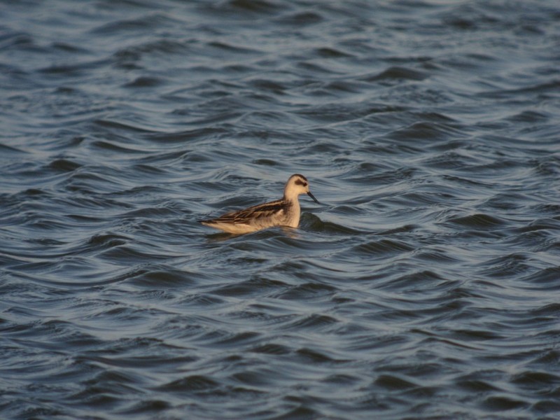 Red-necked Phalarope