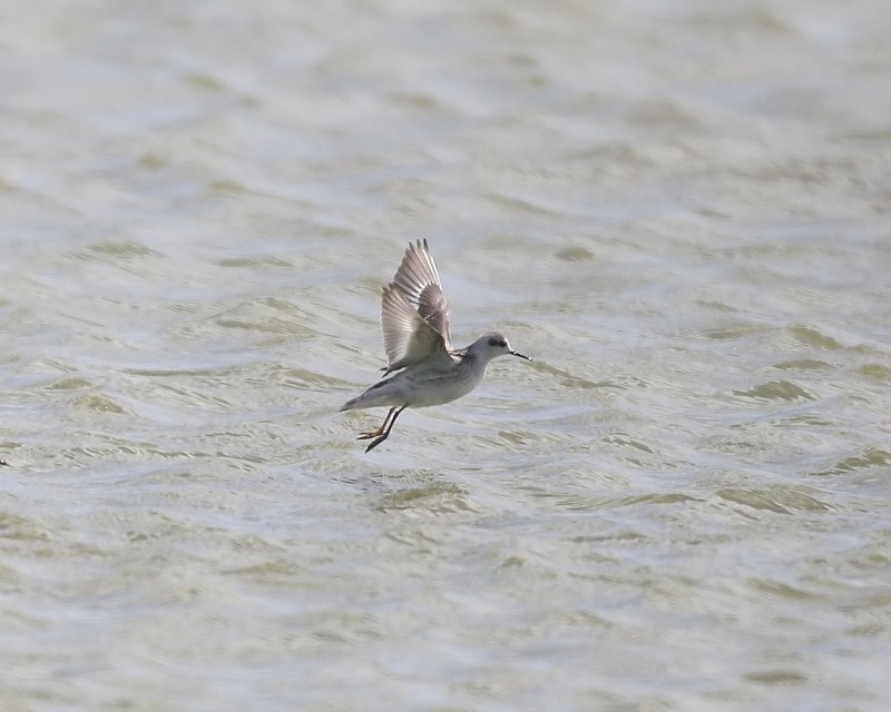 Red-necked Phalarope
