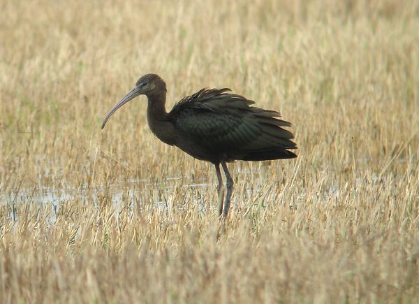 Glossy Ibis