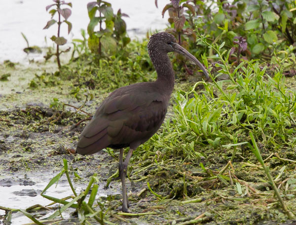 Glossy Ibis