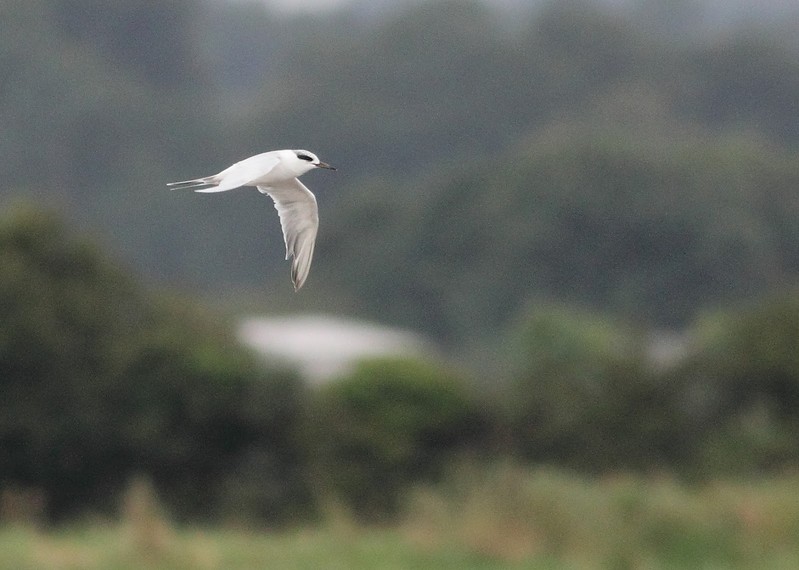 Forster's Tern