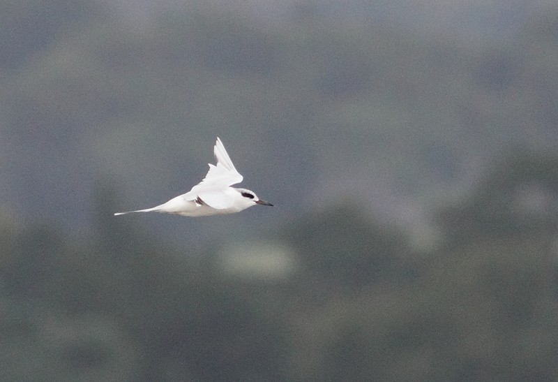 Forster's Tern
