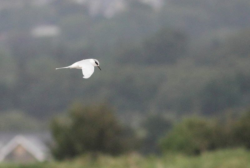 Forster's Tern