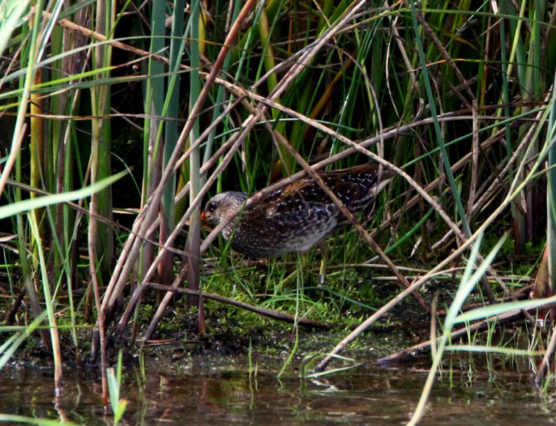 Spotted Crake