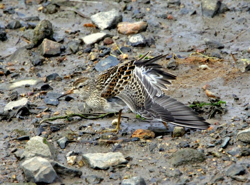 Pectoral Sandpiper