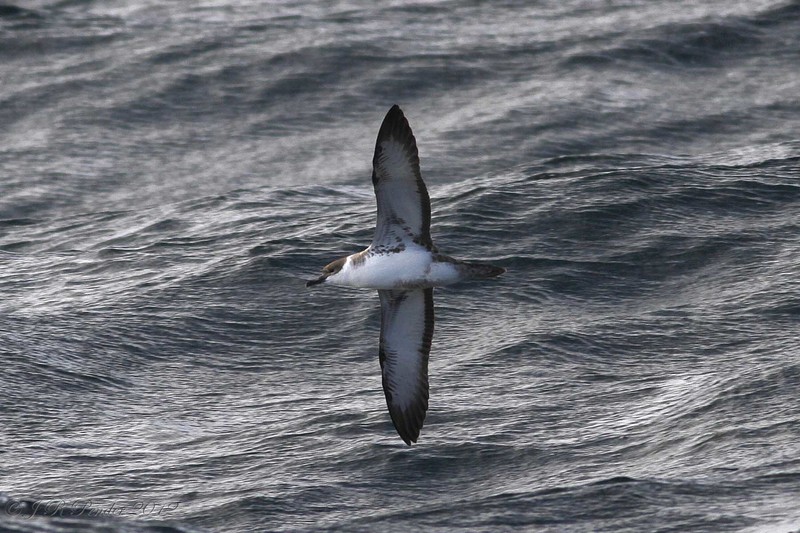 Great Shearwater