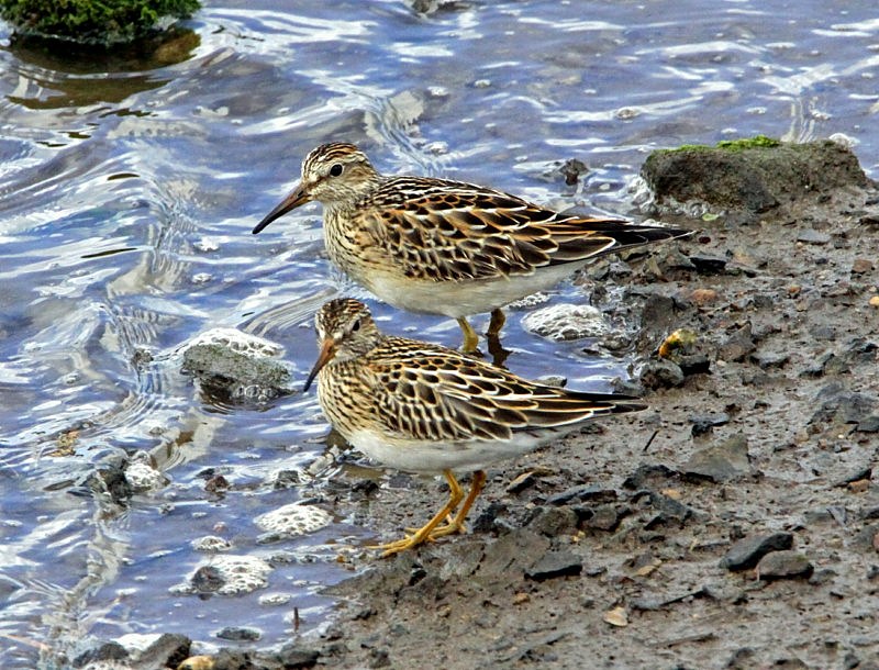 Pectoral Sandpiper