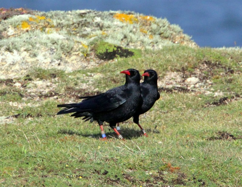 Chough