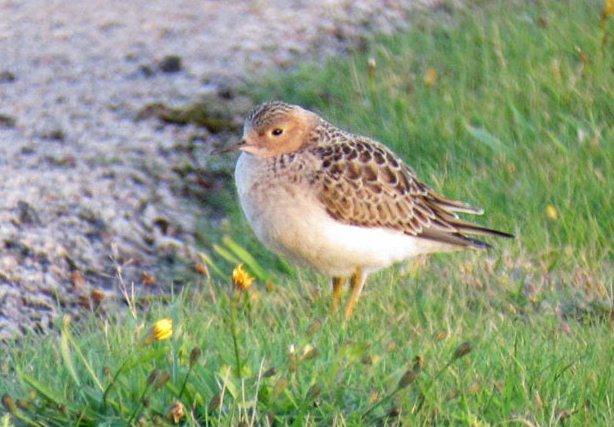 Buff-breasted Sandpiper