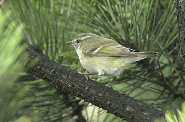 Hume's Yellow-browed Warbler
