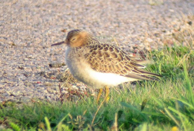 Buff-breasted Sandpiper