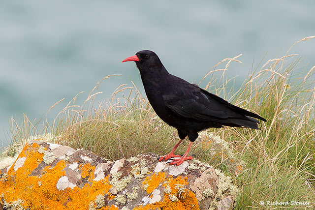 Chough
