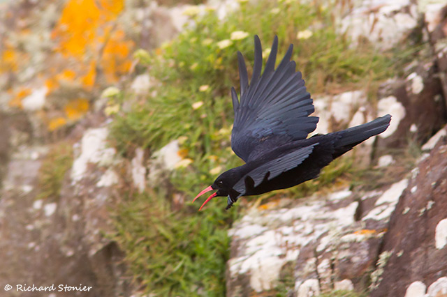 Chough