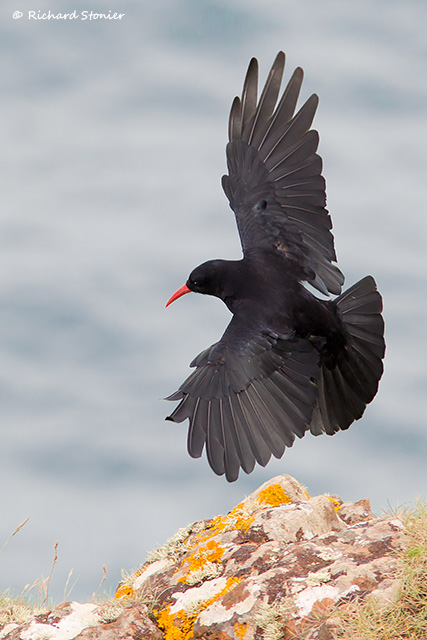 Chough