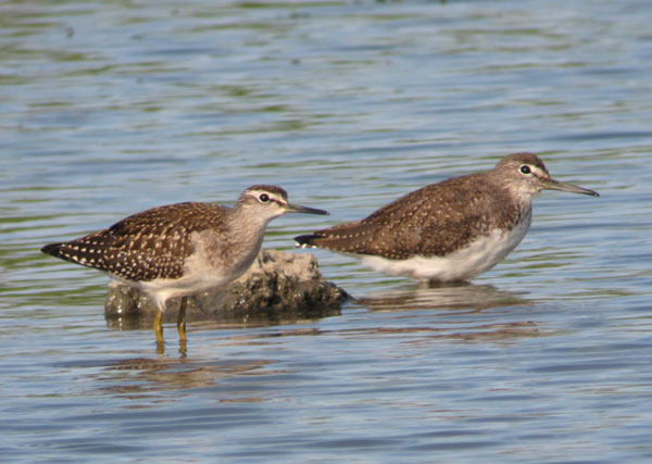 Wood Sandpiper