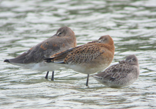 Long-billed Dowitcher