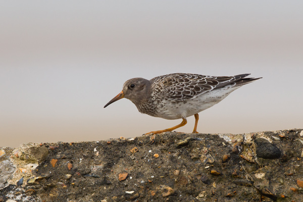 Purple Sandpiper