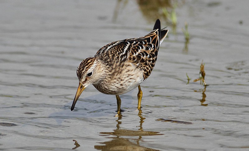 Pectoral Sandpiper