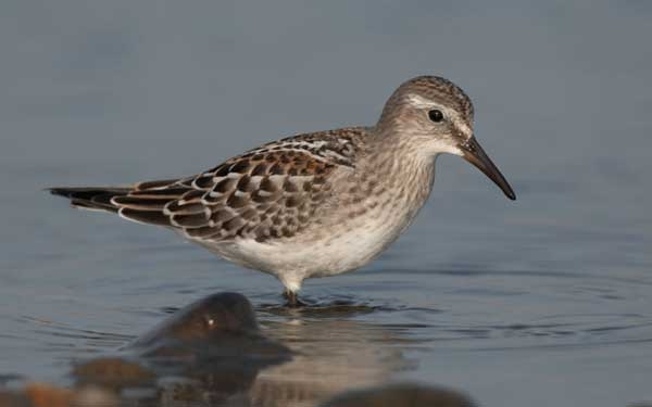 White-rumped Sandpiper