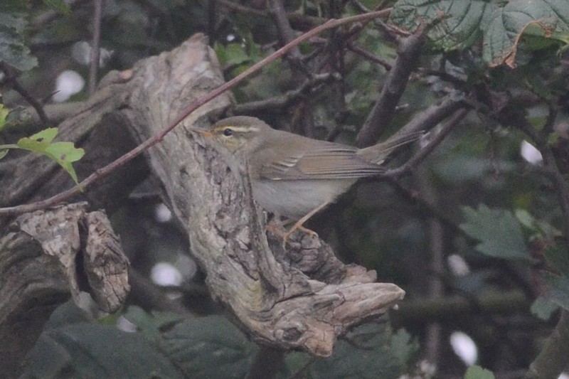 Arctic Warbler