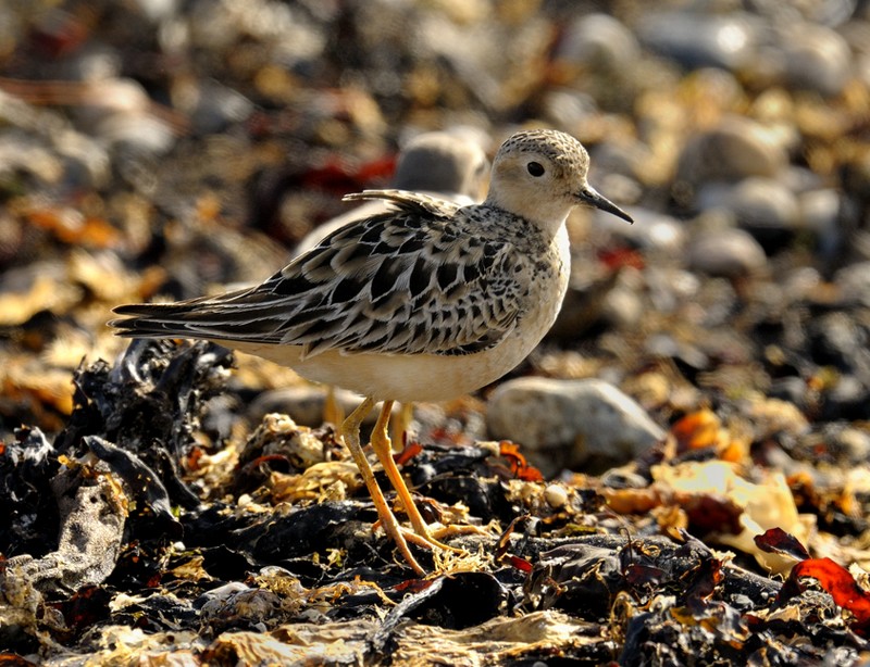 Buff-breasted Sandpiper
