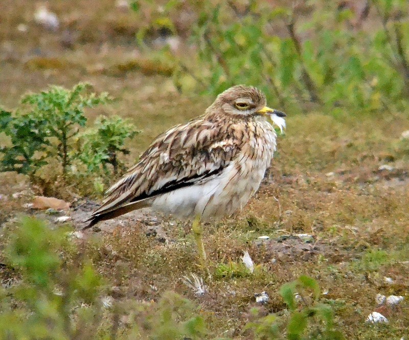 Stone Curlew