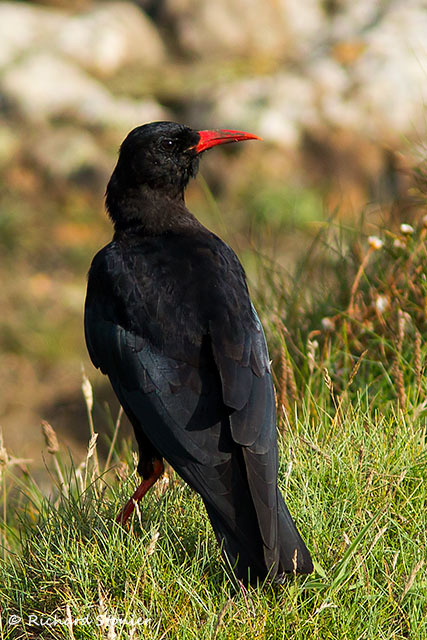 Chough