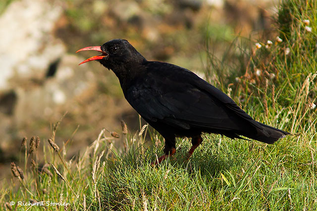 Chough