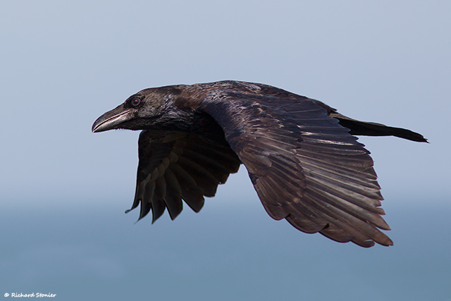 Raven