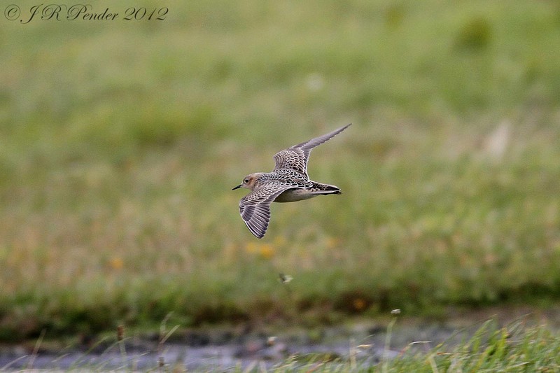 Buff-breasted Sandpiper