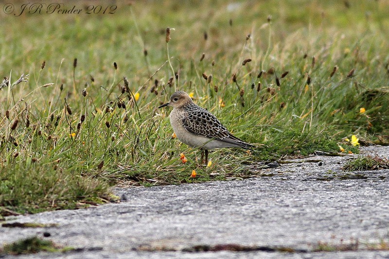 Buff-breasted Sandpiper