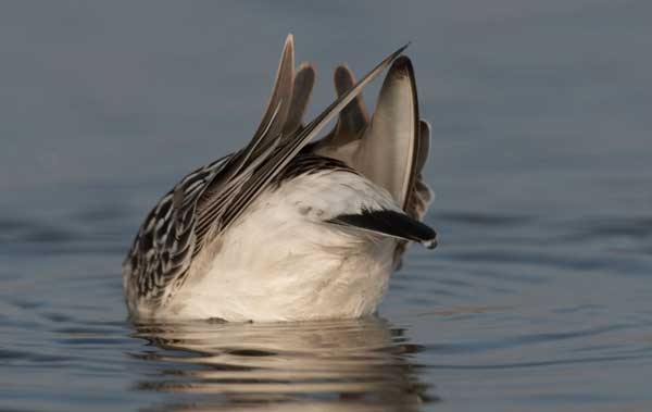 White-rumped Sandpiper