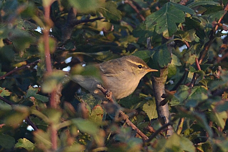 Arctic Warbler