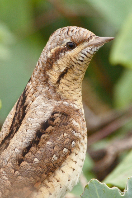 Wryneck