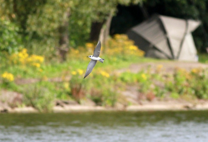 American Black Tern