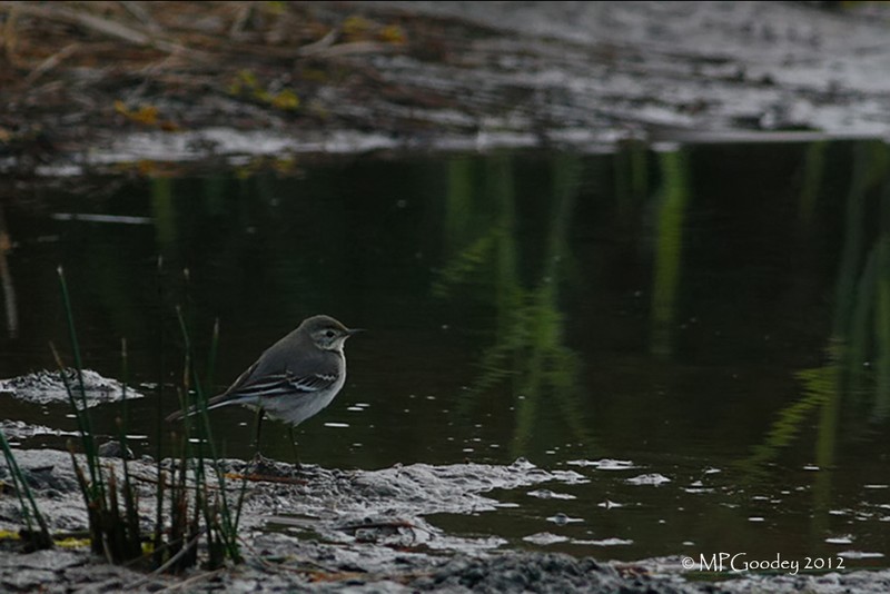 Citrine Wagtail