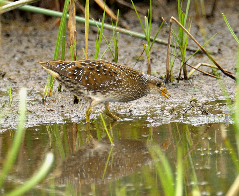 Spotted Crake
