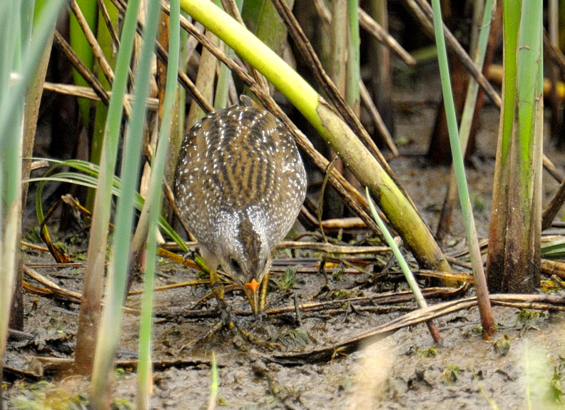 Spotted Crake