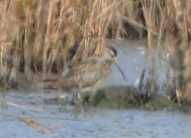 Short-billed Dowitcher