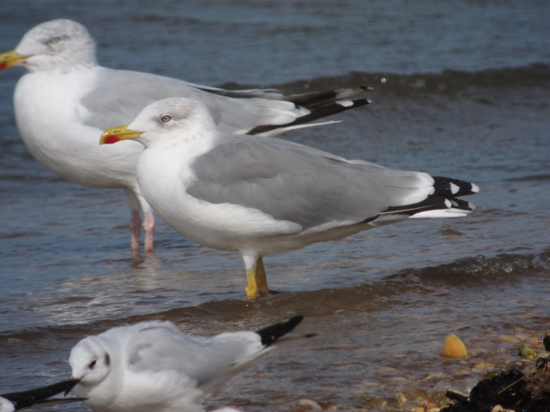 Yellow-legged Gull