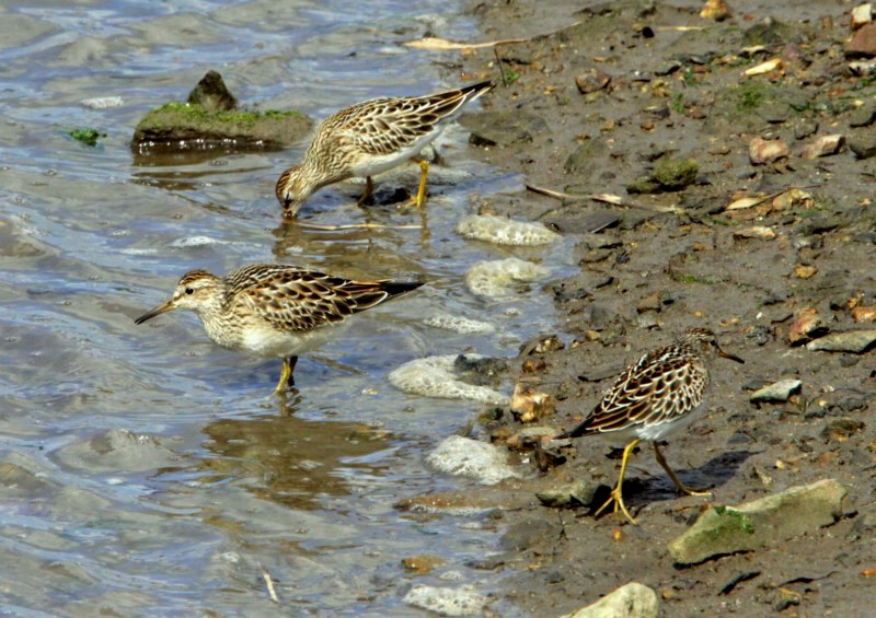 Pectoral Sandpiper