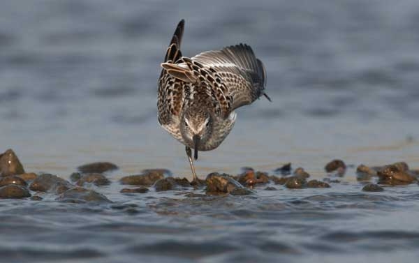 White-rumped Sandpiper