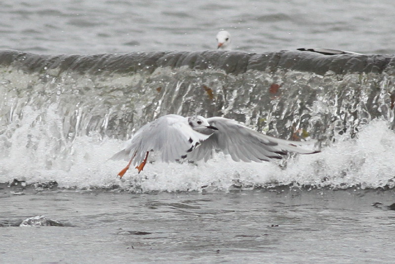 Bonaparte's Gull