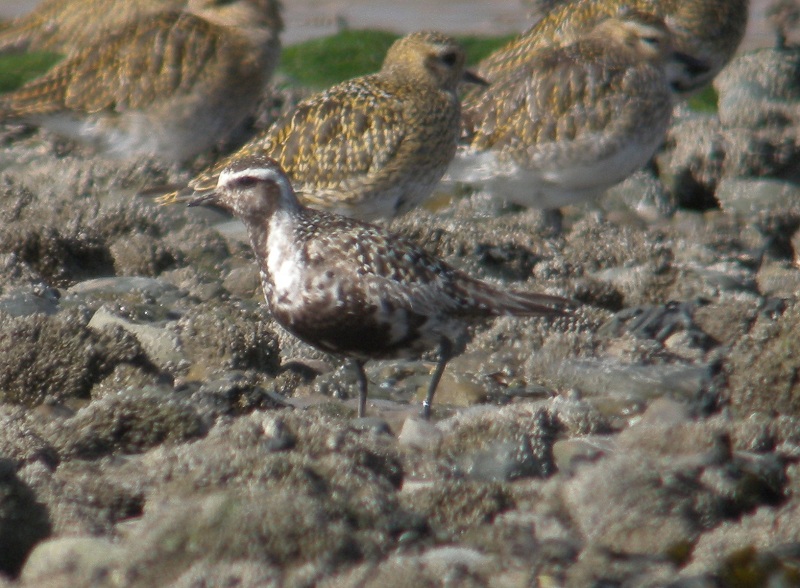 American Golden Plover