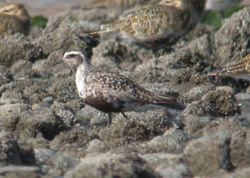 American Golden Plover
